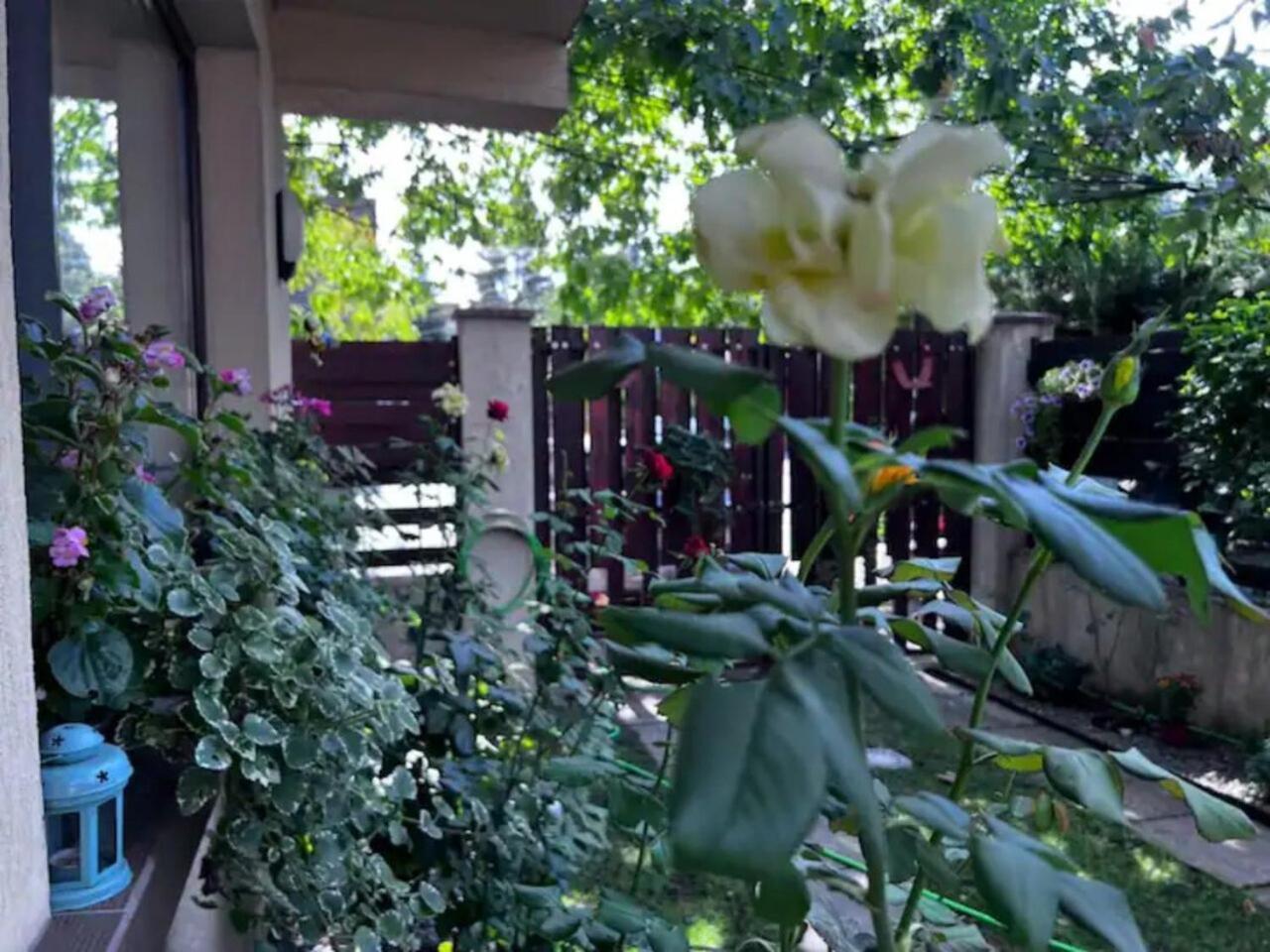 Vila Luminoasa Cu Curte Privata Bucareste Exterior foto